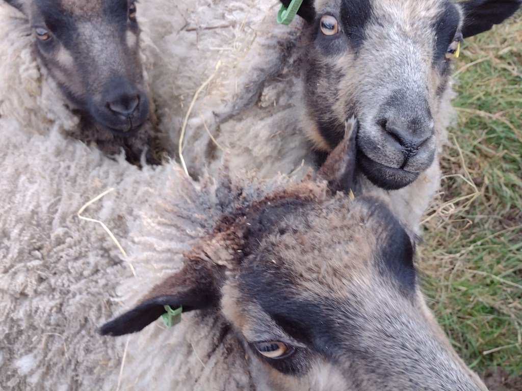 Three Grey Katmoget Shetland Sheep, Mars, Nougat and Noughty.